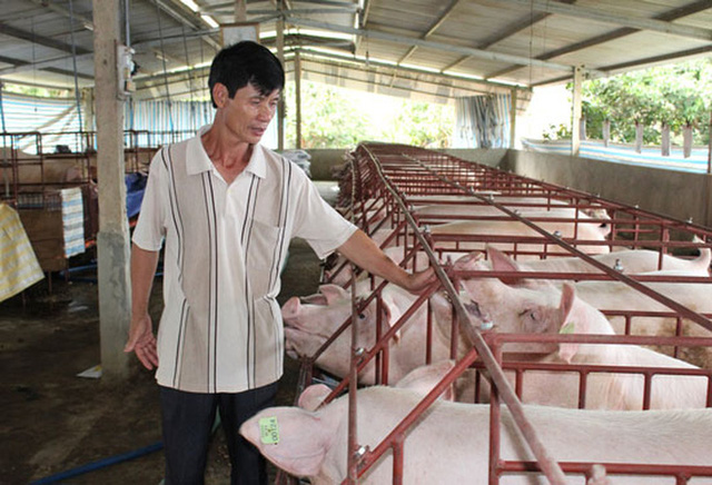 Người nuôi heo, gà khóc ròng - Ảnh 1. Người nuôi heo, gà khóc ròng - Ảnh 1.
