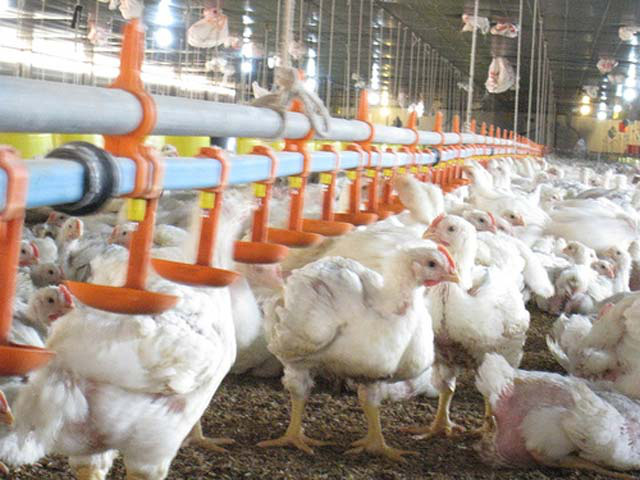  Giá gà xuống thấp kỷ lục trong lịch sử chăn nuôi, bán mỗi con hơn 2,5kg chỉ 12.000 đồng - Ảnh 1.