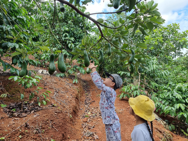  Trốn dịch, bỏ Sài Gòn về rừng sống, gia đình trẻ được chan hoà với thiên nhiên cây cỏ, nhưng đây mới thực là “nỗi khiếp sợ” khi ở trong Farmstay 2 tháng trời  - Ảnh 4.