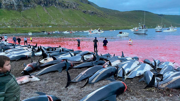  Cảnh chết chóc kinh hoàng trên bãi biển nhuộm đỏ máu của 1.400 con cá heo: Ngỡ thảm họa thiên nhiên nhưng nguyên nhân từ chính con người - Ảnh 1.