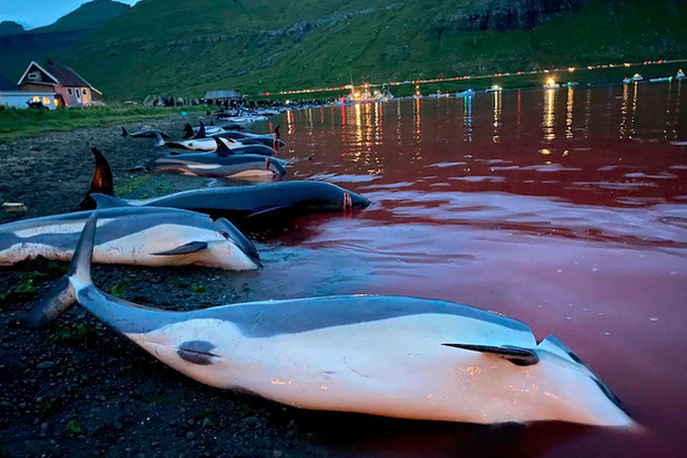  Cảnh chết chóc kinh hoàng trên bãi biển nhuộm đỏ máu của 1.400 con cá heo: Ngỡ thảm họa thiên nhiên nhưng nguyên nhân từ chính con người - Ảnh 2.