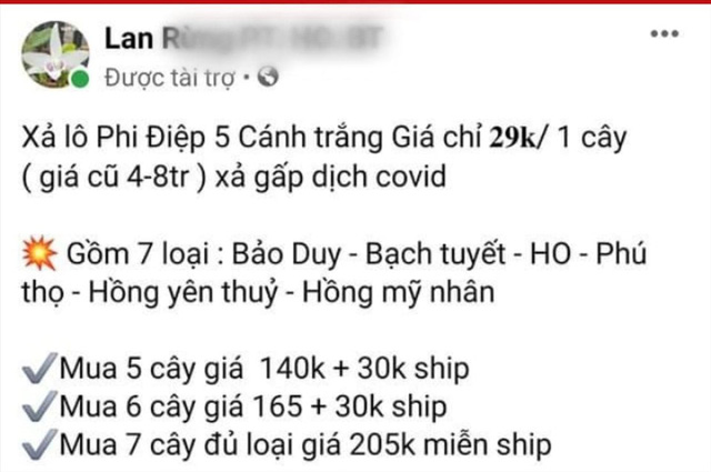  Người mua lan đột biến giờ chỉ muốn đột tử  - Ảnh 1.