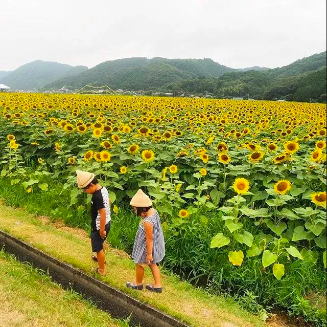 Bỏ việc về quê, nuôi cá và trồng thêm rau: Cuộc sống thảnh thơi, như mơ của đôi vợ chồng khiến nhiều người phát cuồng - Ảnh 14.