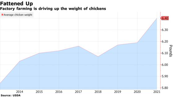  Báo cáo gây sốc: 99% số gà siêu thị mắc căn bệnh này, dấy lên tranh cãi về cách chăn nuôi siêu tốc ở Mỹ - Ảnh 1.