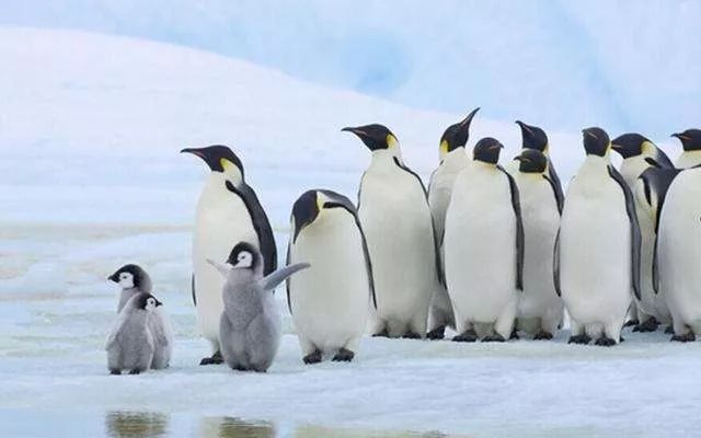 Là biểu tượng của Nam Cực, tại sao chim cánh cụt cũng sống ở xích đạo nhiệt đới? - Ảnh 3.