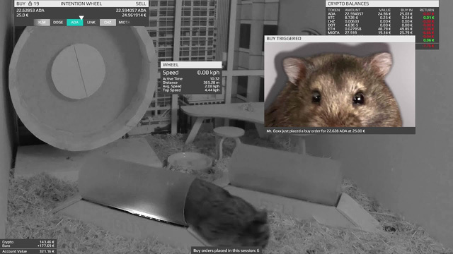 Chú chuột hamster tự giao dịch tiền số, tỷ suất sinh lời đạt gần 24% kể từ tháng 6 - Ảnh 1.
