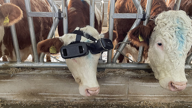 Bắt bò đeo tai nghe VR để lừa chúng thấy đồng cỏ xanh tươi - Ảnh 2.