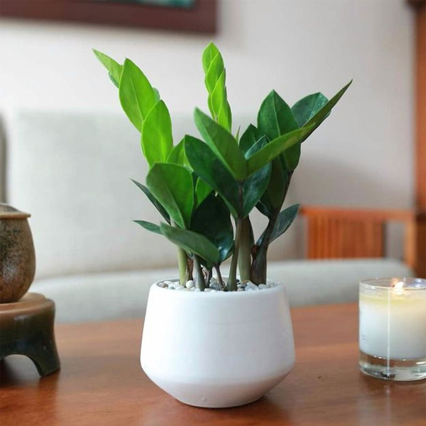6 loại cây để bàn như nam châm hút tiền cho năm mới, gia chủ muốn tài lộc nhất định phải sắm về - Ảnh 1. 6 loại cây để bàn như nam châm hút tiền cho năm mới, gia chủ muốn tài lộc nhất định phải sắm về - Ảnh 1.