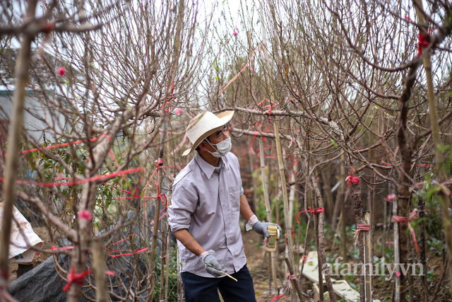 Theo chân mẹ Hà Nội đi vườn hoa Nhật Tân và học được cách chọn đào siêu hay ho - Ảnh 2.