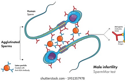 Hạt nano sưởi ấm tinh hoàn có thể giúp nam giới tránh thai trong 7 ngày - Ảnh 5.