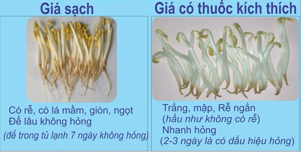 Cách đơn giản giúp phân biệt giá đỗ sạch với giá đỗ chứa chất kích thích tăng trưởng - Ảnh 4.