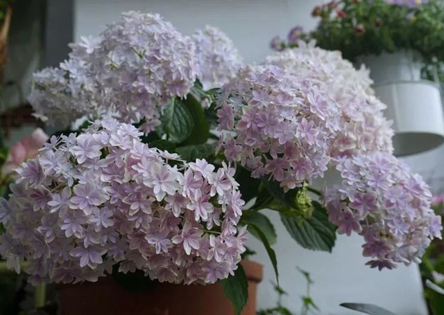 Chàng thiết kế trẻ khéo biến ban công 3m² thành khu vườn mộng mơ khiến các chị em cũng phải ghen tị - Ảnh 13. Chàng thiết kế trẻ khéo biến ban công 3m² thành khu vườn mộng mơ khiến các chị em cũng phải ghen tị - Ảnh 13.