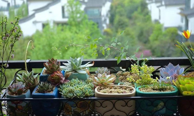 Chàng thiết kế trẻ khéo biến ban công 3m² thành khu vườn mộng mơ khiến các chị em cũng phải ghen tị - Ảnh 15. Chàng thiết kế trẻ khéo biến ban công 3m² thành khu vườn mộng mơ khiến các chị em cũng phải ghen tị - Ảnh 15.