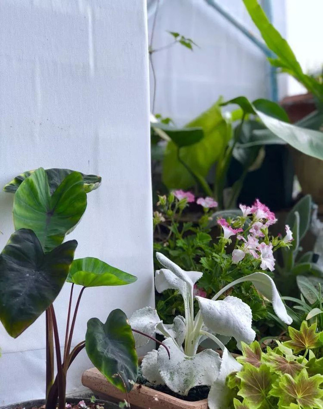 Chàng thiết kế trẻ khéo biến ban công 3m² thành khu vườn mộng mơ khiến các chị em cũng phải ghen tị - Ảnh 21. Chàng thiết kế trẻ khéo biến ban công 3m² thành khu vườn mộng mơ khiến các chị em cũng phải ghen tị - Ảnh 21.