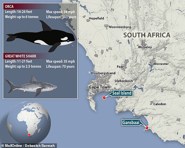  Kỳ án đại dương ở Nam Phi: Xác cá mập chết liên tục dạt vào bờ biển, tất cả đều bị móc mất lá gan  - Ảnh 11.