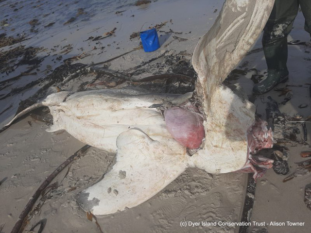  Xác cá mập chết liên tục dạt vào bờ biển, tất cả đều bị móc mất lá gan  - Ảnh 5.