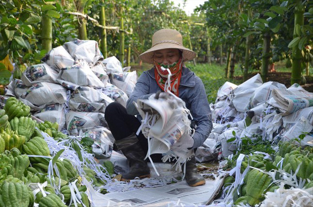 Người trồng phật thủ bội thu - Ảnh 1.