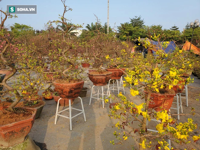 Hoa mai Bình Định hái ra trăm tỉ đổ bộ Hà Nội, bonsai Tài Lộc đẹp lạ gây sốt - Ảnh 2.