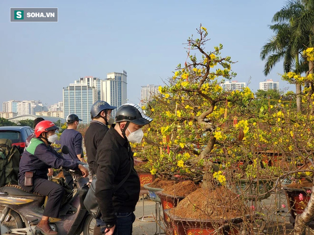 Hoa mai Bình Định hái ra trăm tỉ đổ bộ Hà Nội, bonsai Tài Lộc đẹp lạ gây sốt - Ảnh 10.
