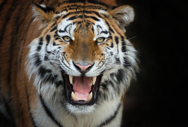 13 sự thật thú vị về loài hổ trong năm Nhâm Dần - Ảnh 10.