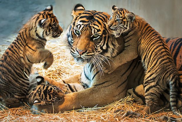 13 sự thật thú vị về loài hổ trong năm Nhâm Dần - Ảnh 3.