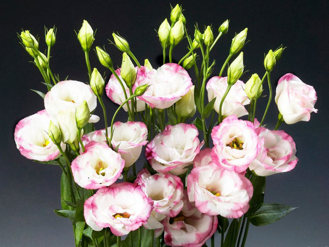 6 loại hoa bạn nên mua về để cắm trên bàn thờ dịp Tết cho năm mới ...