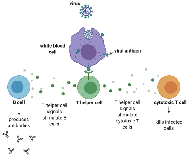  Tế bào T sát thủ là gì? Và cách chúng bảo vệ bạn trước biến thể Omicron  - Ảnh 5.