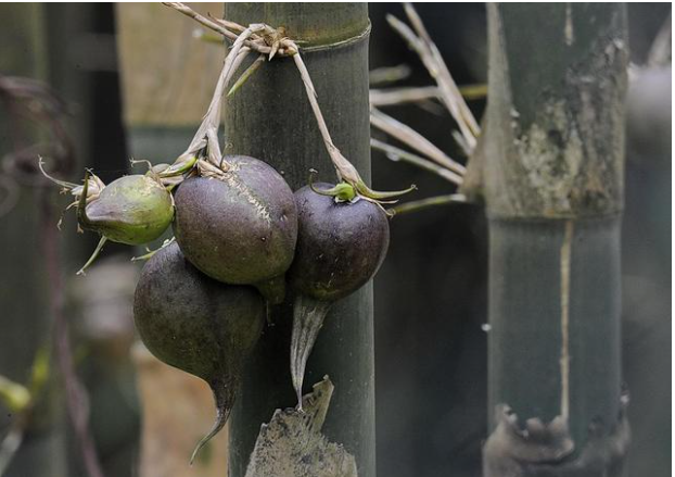  Giải mã bí ẩn loại cây hễ kết trái là xảy ra thảm họa ở TQ, Ấn Độ: Mọc đầy tại Việt Nam - Ảnh 3.