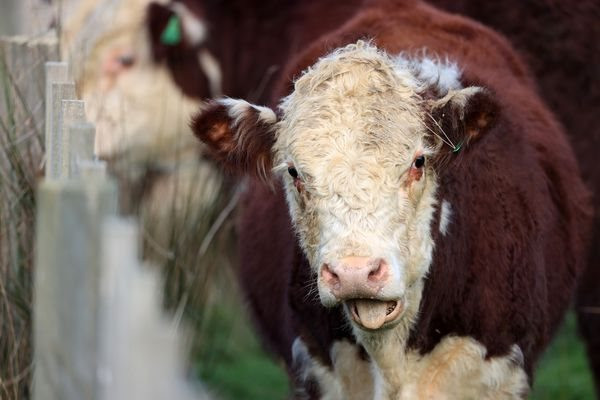New Zealand dự định đánh thuế môi trường lên các nông trại chăn nuôi - Ảnh 3.