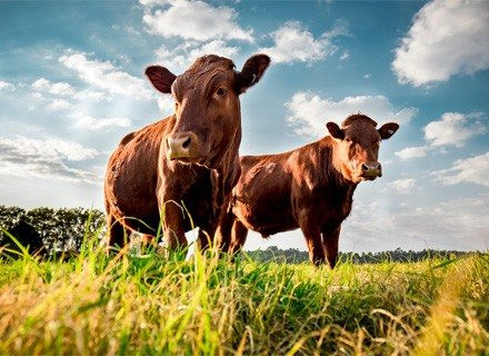 New Zealand dự định đánh thuế môi trường lên các nông trại chăn nuôi - Ảnh 1.
