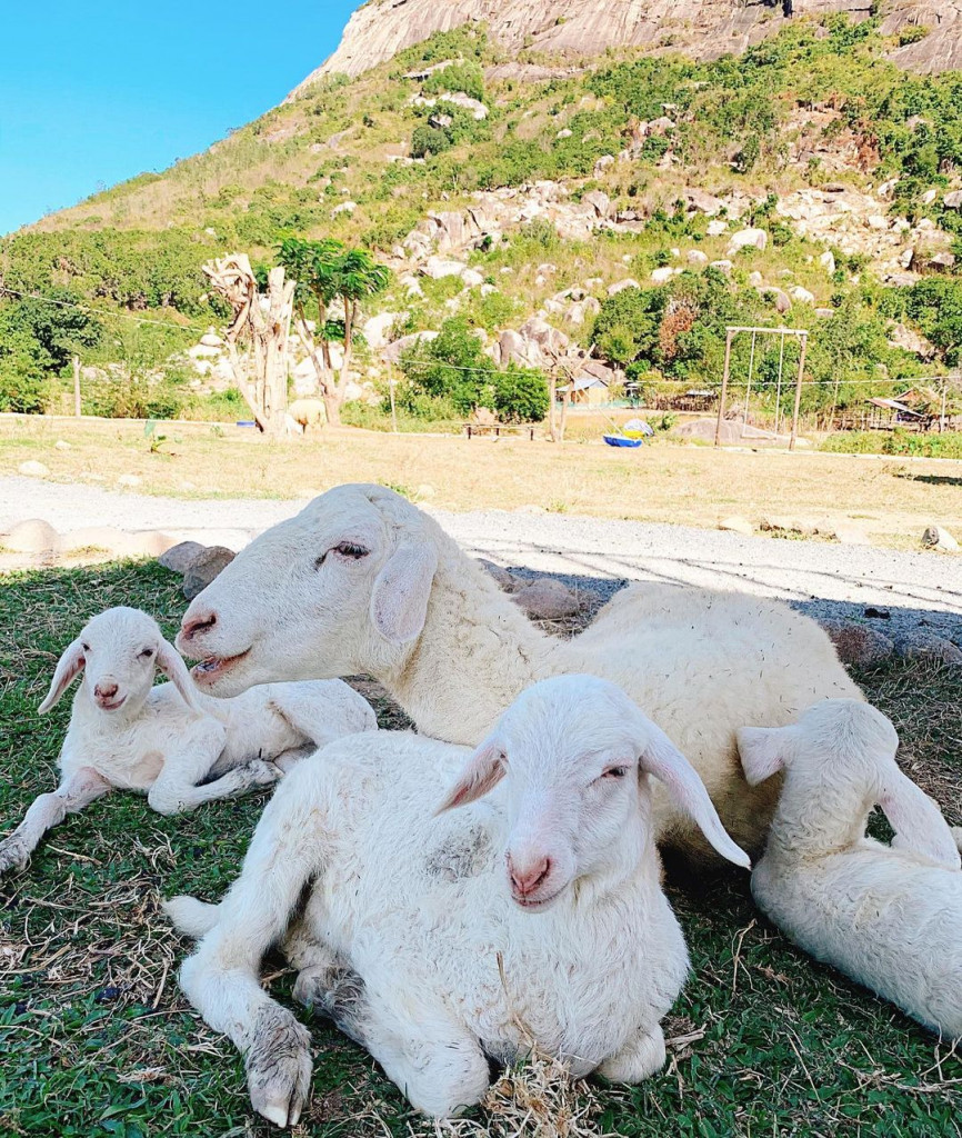 Những cánh đồng thả cừu ấn tượng ở Việt Nam khiến hội mê sống ảo đứng ngồi không yên - Ảnh 14.