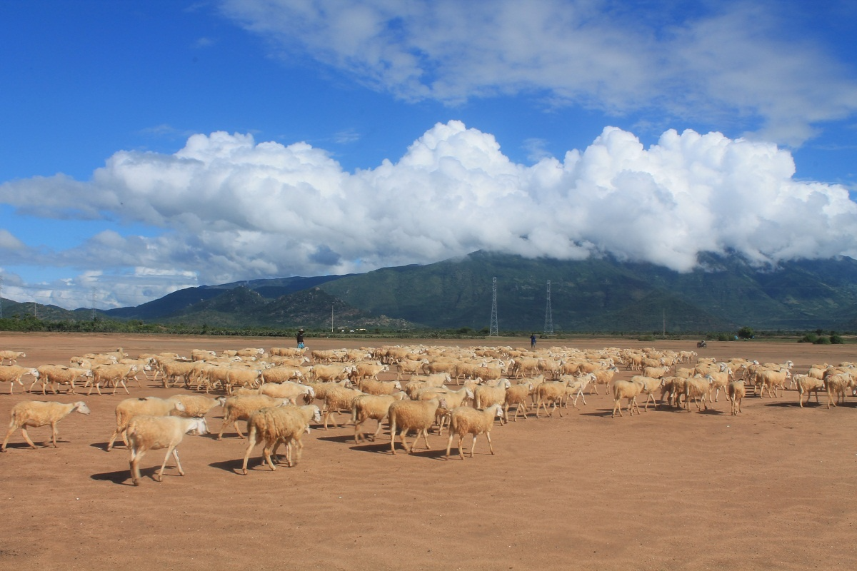 Những cánh đồng thả cừu ấn tượng ở Việt Nam khiến hội mê sống ảo đứng ngồi không yên - Ảnh 12.