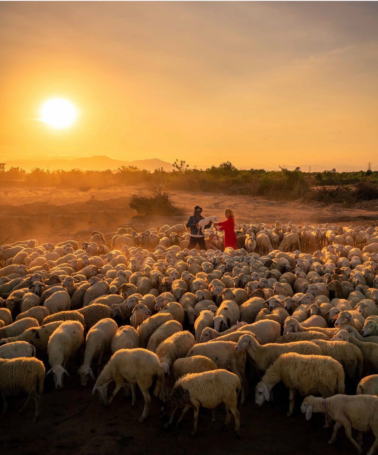 Những cánh đồng thả cừu ấn tượng ở Việt Nam khiến hội mê sống ảo đứng ngồi không yên - Ảnh 11.