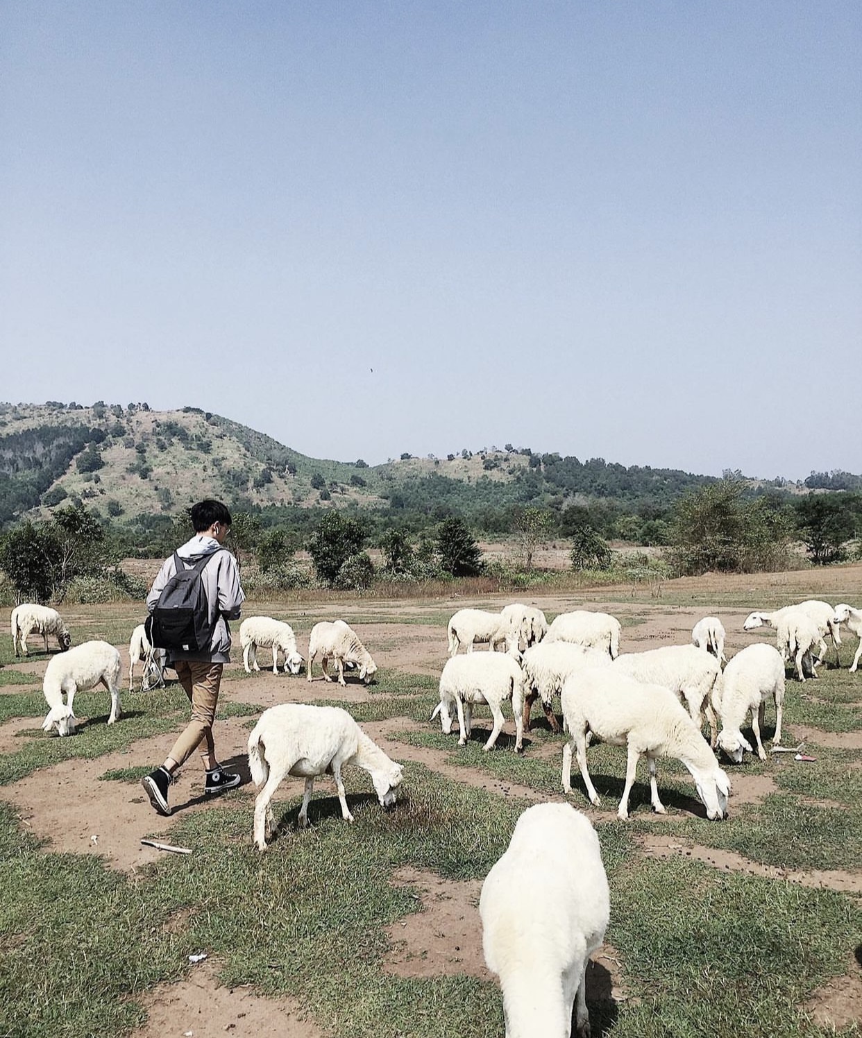 Những cánh đồng thả cừu ấn tượng ở Việt Nam khiến hội mê sống ảo đứng ngồi không yên - Ảnh 10.