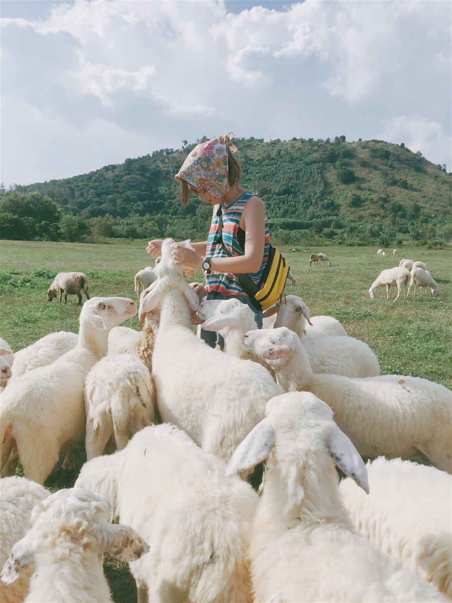Những cánh đồng thả cừu ấn tượng ở Việt Nam khiến hội mê sống ảo đứng ngồi không yên - Ảnh 9.