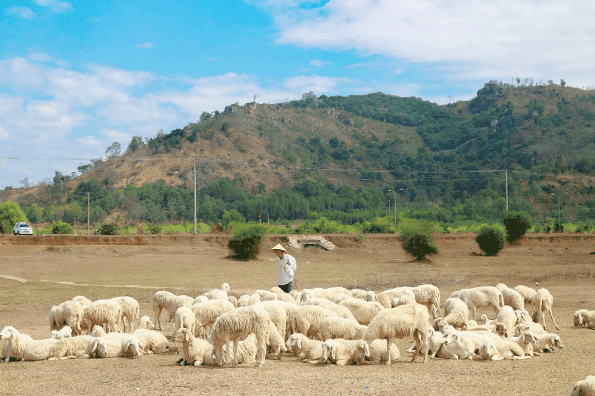 Những cánh đồng thả cừu ấn tượng ở Việt Nam khiến hội mê sống ảo đứng ngồi không yên - Ảnh 6.