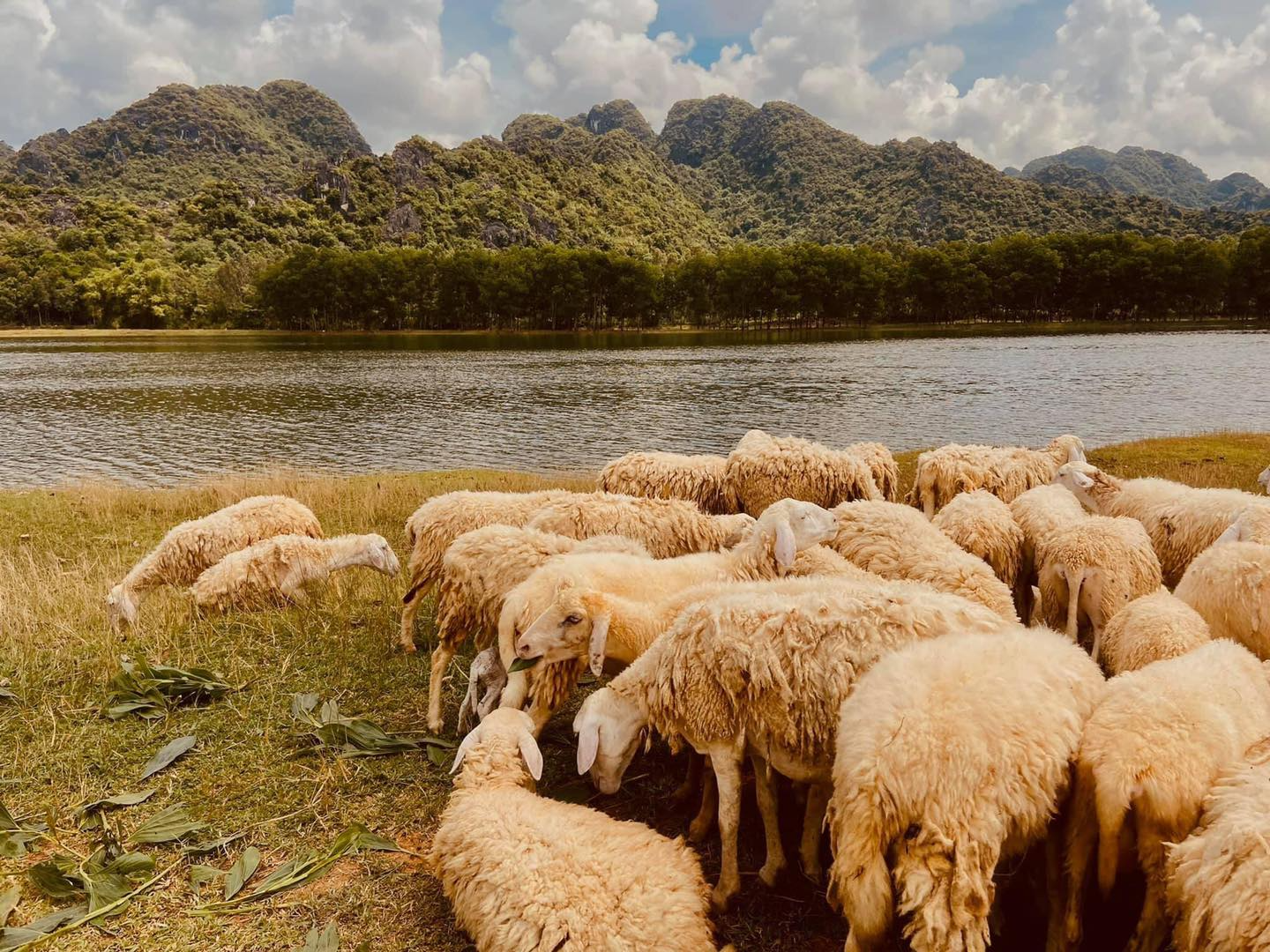 Những cánh đồng thả cừu ấn tượng ở Việt Nam khiến hội mê sống ảo đứng ngồi không yên - Ảnh 4.