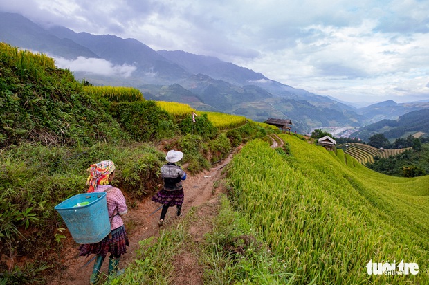 Đồi võng lúa, móng ngựa hút khách kìn kìn tới Mù Cang Chải - Ảnh 4. Đồi võng lúa, móng ngựa hút khách kìn kìn tới Mù Cang Chải - Ảnh 4.