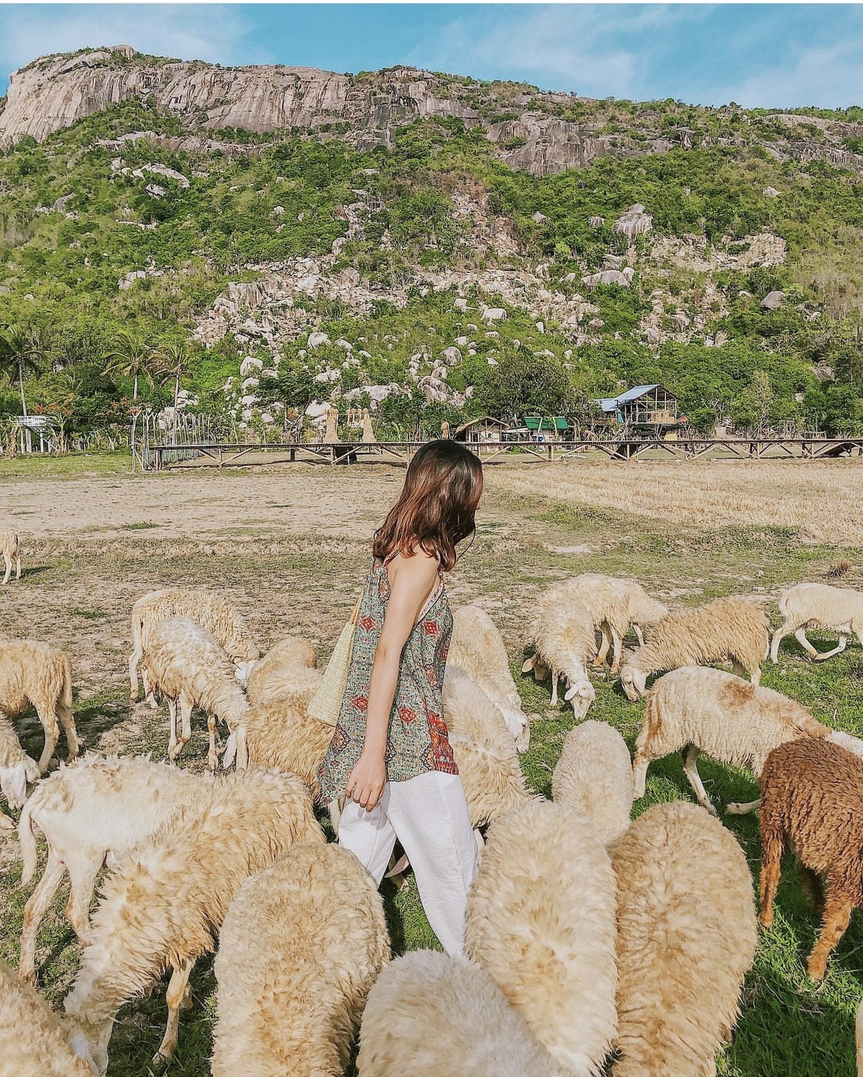 Những cánh đồng thả cừu ấn tượng ở Việt Nam khiến hội mê sống ảo đứng ngồi không yên - Ảnh 23.