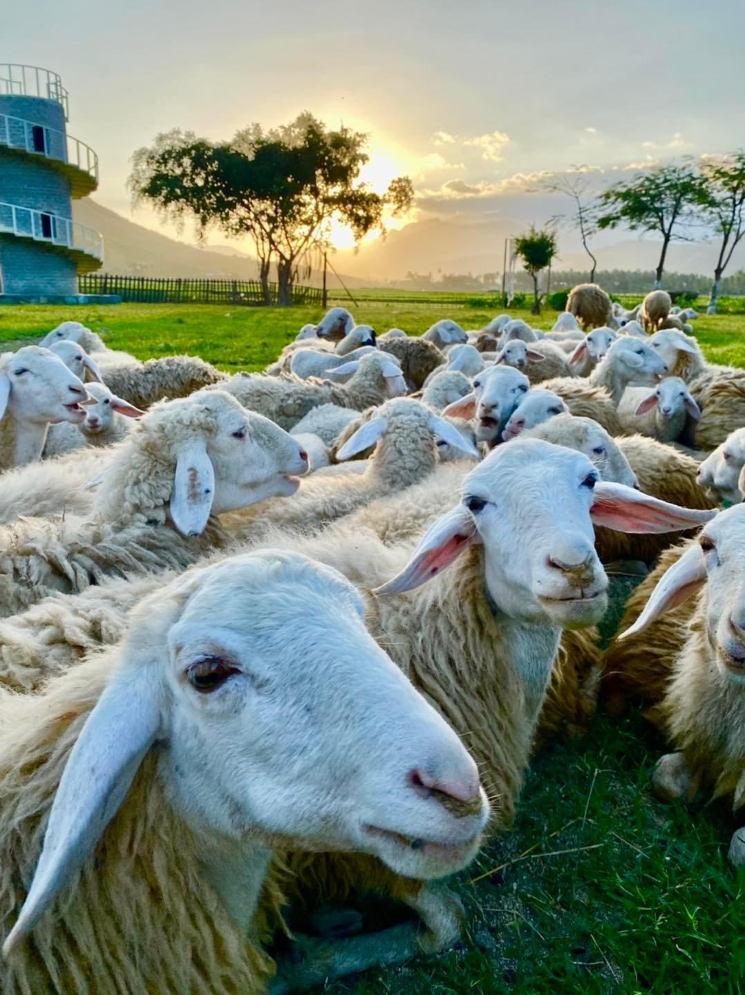 Những cánh đồng thả cừu ấn tượng ở Việt Nam khiến hội mê sống ảo đứng ngồi không yên - Ảnh 21.