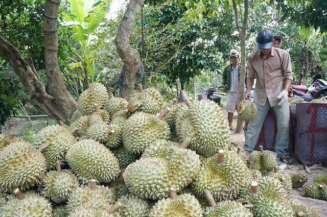 Làm rõ vụ mã vùng trồng sầu riêng của người dân biến thành của doanh nghiệp - Ảnh 1.