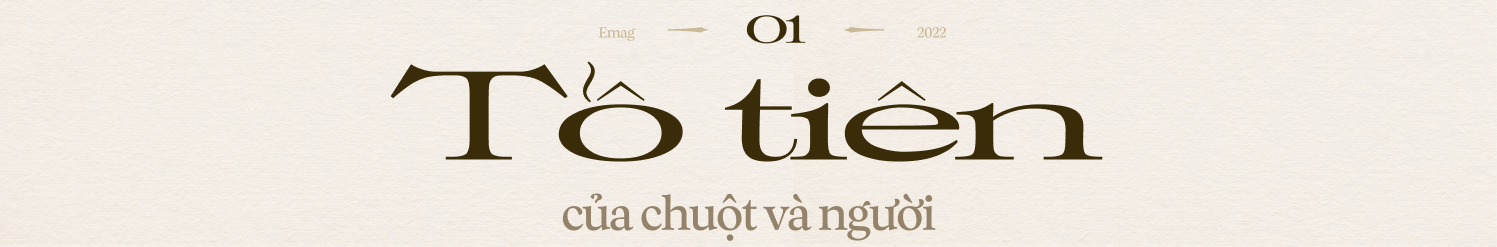 Chuyện của loài chuột: Từ kẻ bám chân vĩ đại đến đồng minh khoa học của loài người - Ảnh 3.