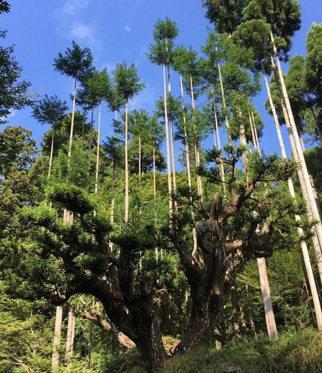 Daisugi: Kỹ thuật trồng cây tưởng lạ mà quen của người Nhật vừa giúp giảm biến đổi khí hậu, vừa tạo ra cảnh quan phi thường - Ảnh 7.