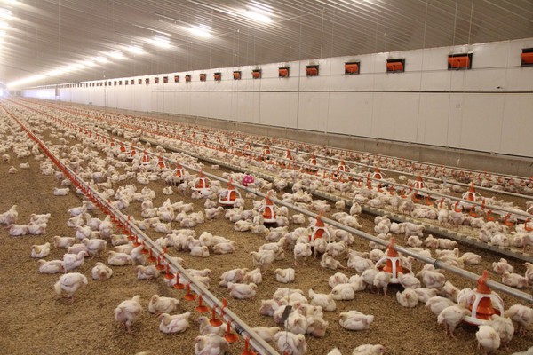 Bầu Đức nuôi gà ăn chuối còn đây là cách KFC phát triển đàn gà của mình - Ảnh 5.