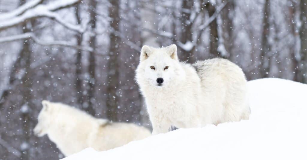 Khám phá bí mật của loài sói Bắc Cực - Ảnh 5.