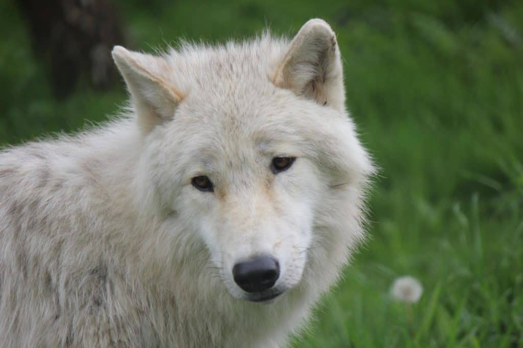 Khám phá bí mật của loài sói Bắc Cực - Ảnh 4.