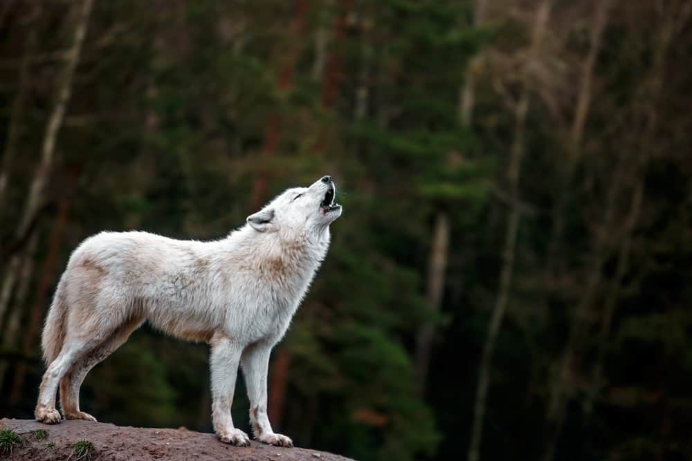 Khám phá bí mật của loài sói Bắc Cực - Ảnh 3.
