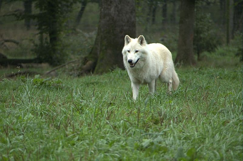 Khám phá bí mật của loài sói Bắc Cực - Ảnh 2.