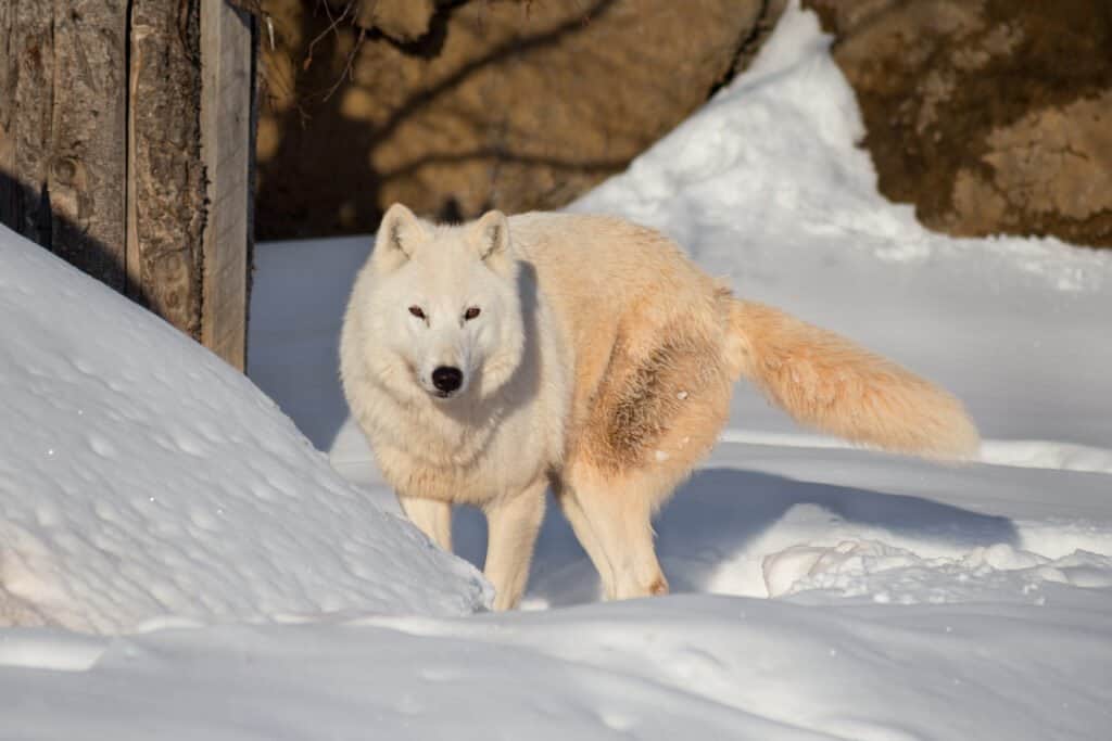 Khám phá bí mật của loài sói Bắc Cực - Ảnh 1.