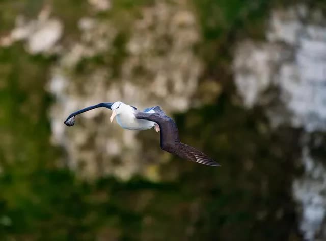 Chuyện của chú chim hải âu cô đơn nhất thế giới: Vĩnh viễn không tìm thấy đường về nhà và chuyến hành trình được cả thế giới dõi theo - Ảnh 6.